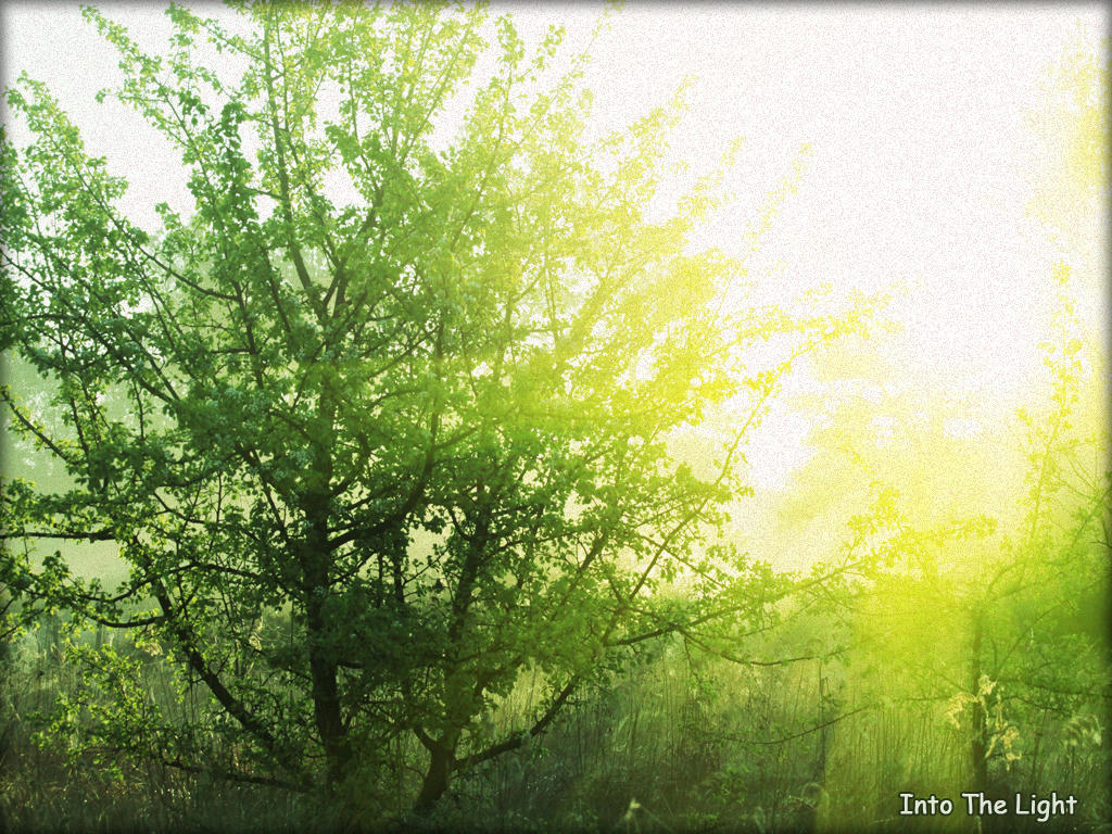 Simple, Free Image and File Hosting at MediaFire