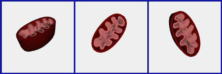 mitochondrion