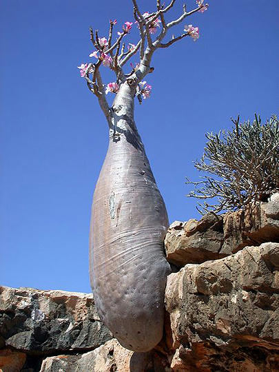 سقطــرى تحصل على لقب (أغرب جزيرة على وجه الأرض) 22fed41efb10f3f977016c8cf6e559c234b24cf6e66ff33c6e18f46187227c596g