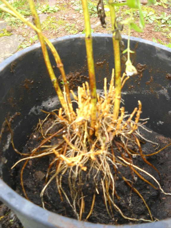 Pianta di stevia senza la rincalzatura (dettaglio)