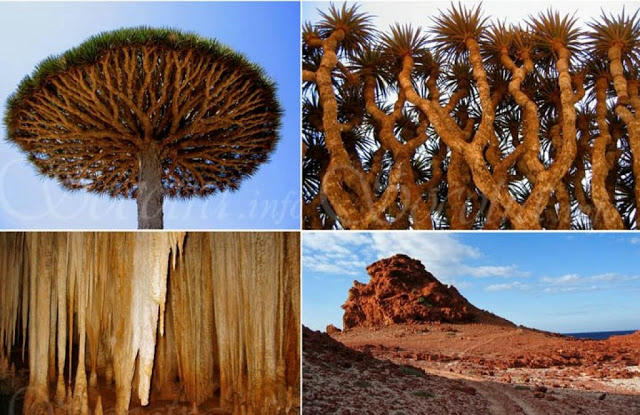 سقطــرى تحصل على لقب (أغرب جزيرة على وجه الأرض) 2e813af79bd5f760d49502ef46489aa4fc931e1c380e31294a0dd10e52ec33fc6g