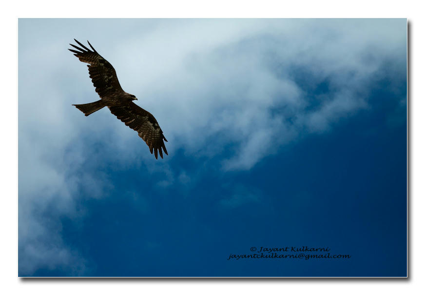 Simple, Free Image and File Hosting at MediaFire