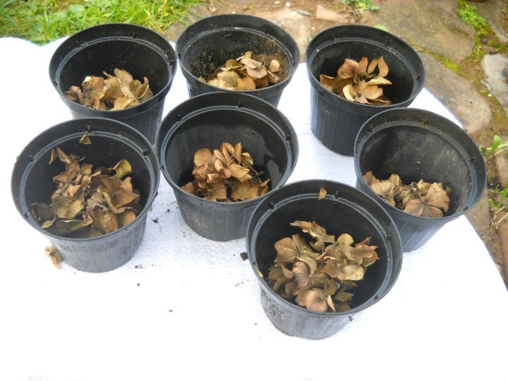 Preparazione del fondo dei vasetti con foglie secche (drenaggio)