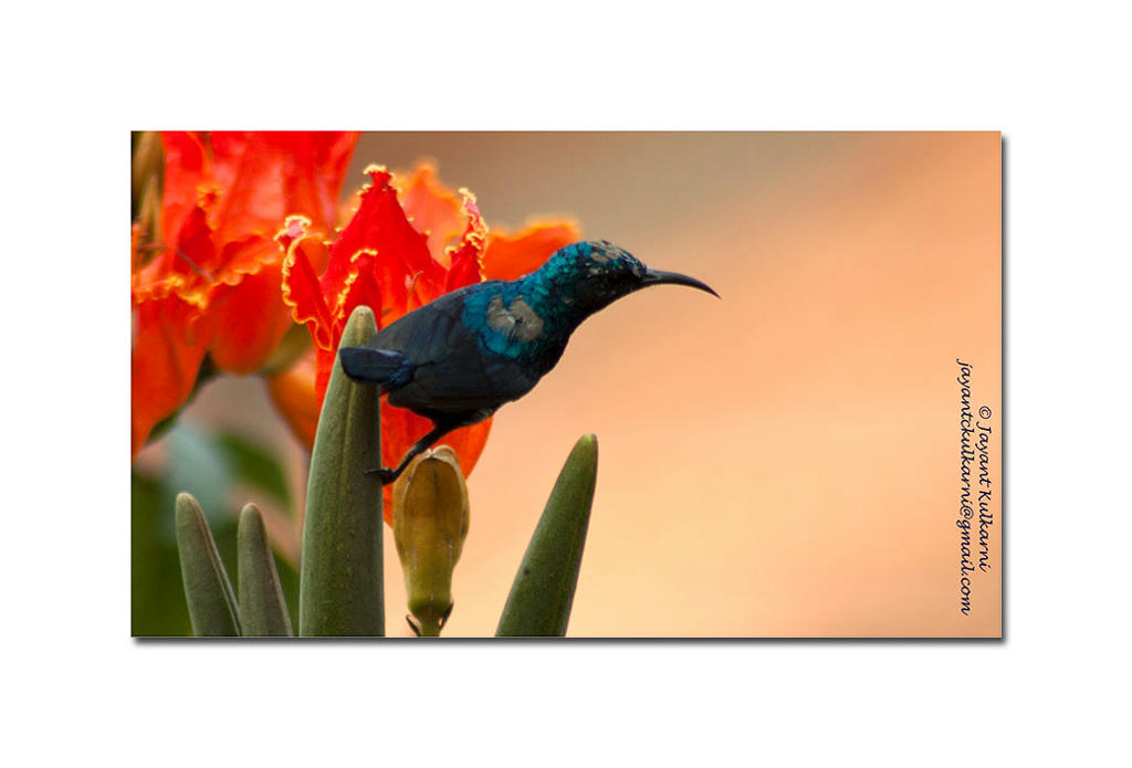 Simple, Free Image and File Hosting at MediaFire