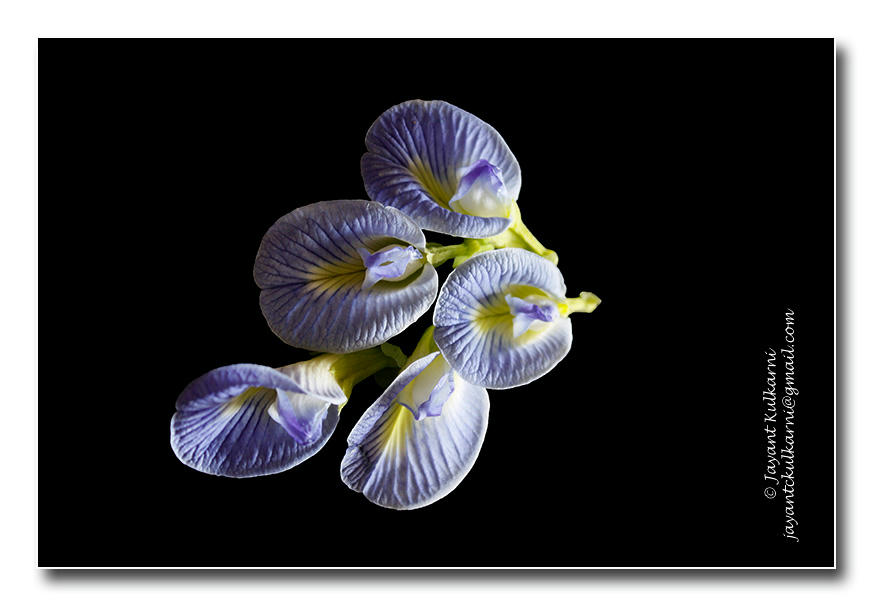Simple, Free Image and File Hosting at MediaFire