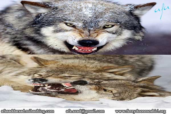 گرگ | از دیار آشتی | فریدون مشیری