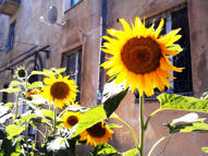 Simple, Free Image and File Hosting at MediaFire