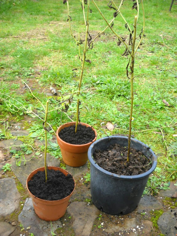 Foto di gruppo delle tre nuove piantine di stevia