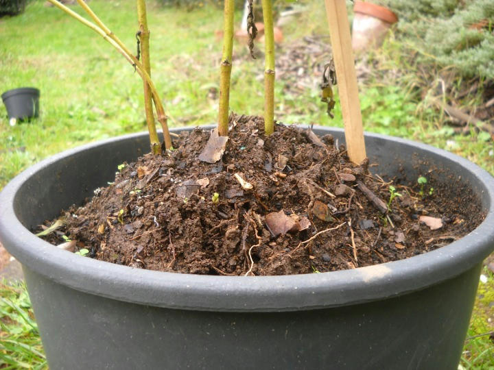 Pianta di stevia con rincalzatura (margotta di ceppaia)