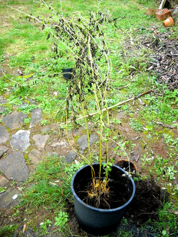 Pianta di stevia ripresa interamente Pianta di stevia ripresa interamente