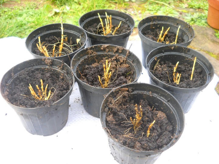 Deposizione sul terriccio dei germogli radicati di stevia