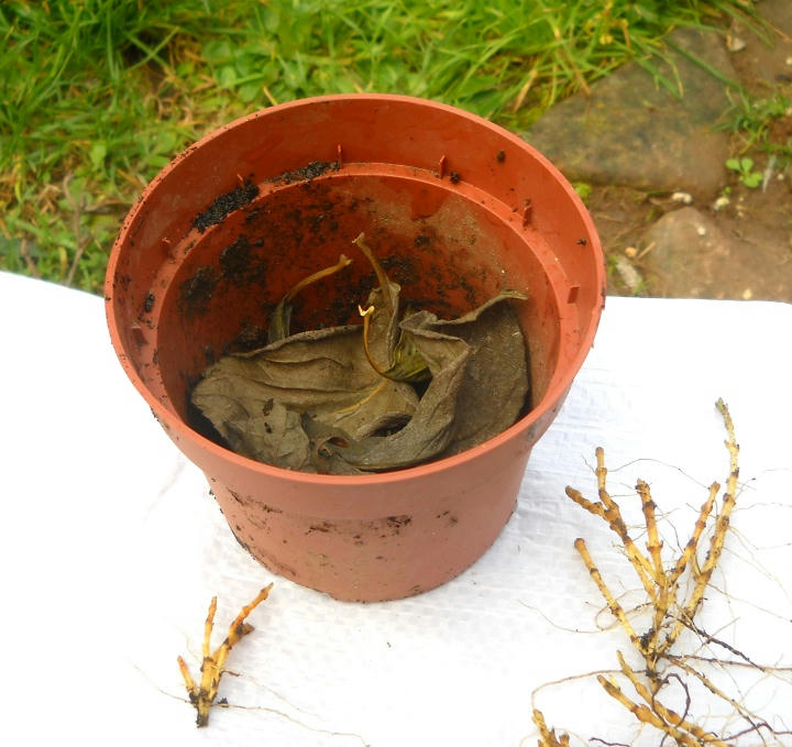 Trapianto germogli: preparazione fondo del vaso (drenaggio)
