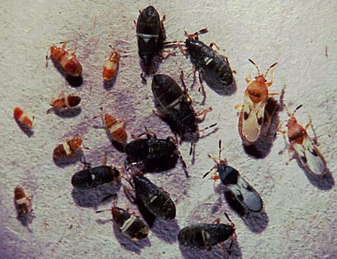 Chinch Bugs