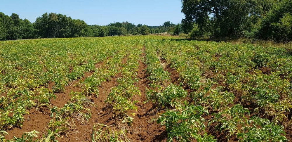 Pequeño productor vende papas a través de Chileproveedores - Bionoticias.cl