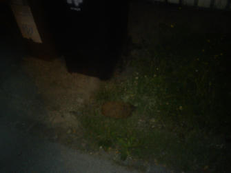 Simple, Free Image and File Hosting at MediaFire