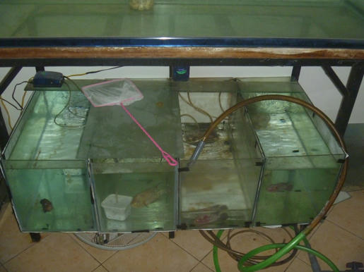 [Q3] - Thanh lý 2 dàn hồ và tặng 3 em mái kè - 4