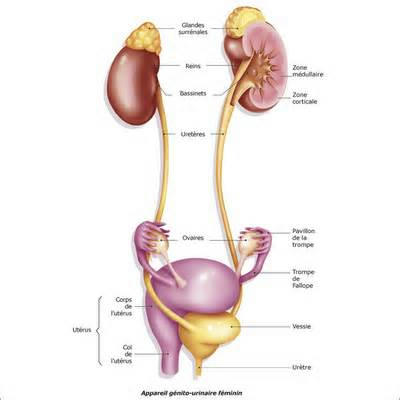 anatomie anatomie