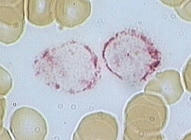 رنگ آمیزی trap