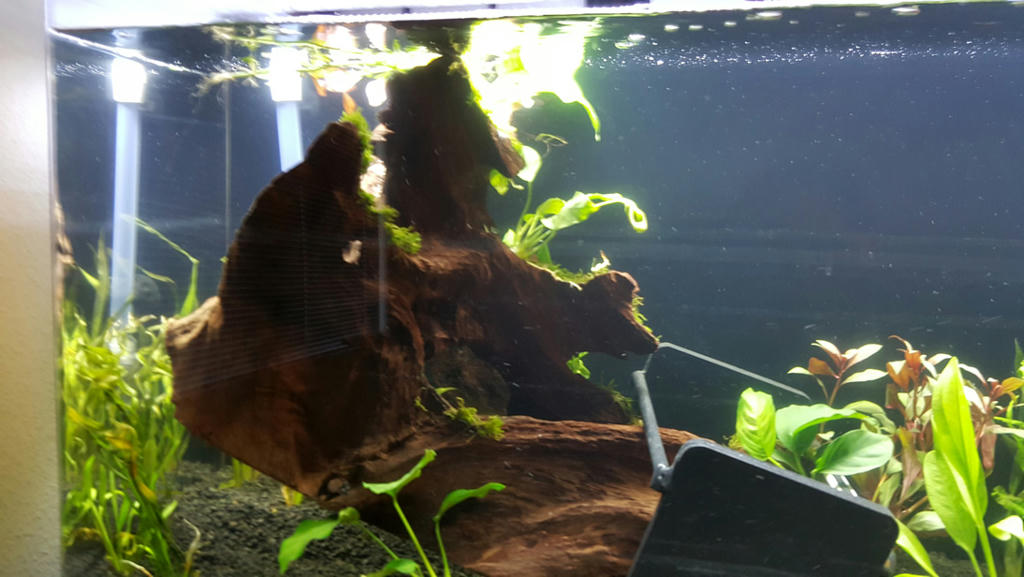floating driftwood dillemma the