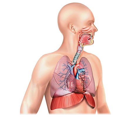 anatomie anatomie