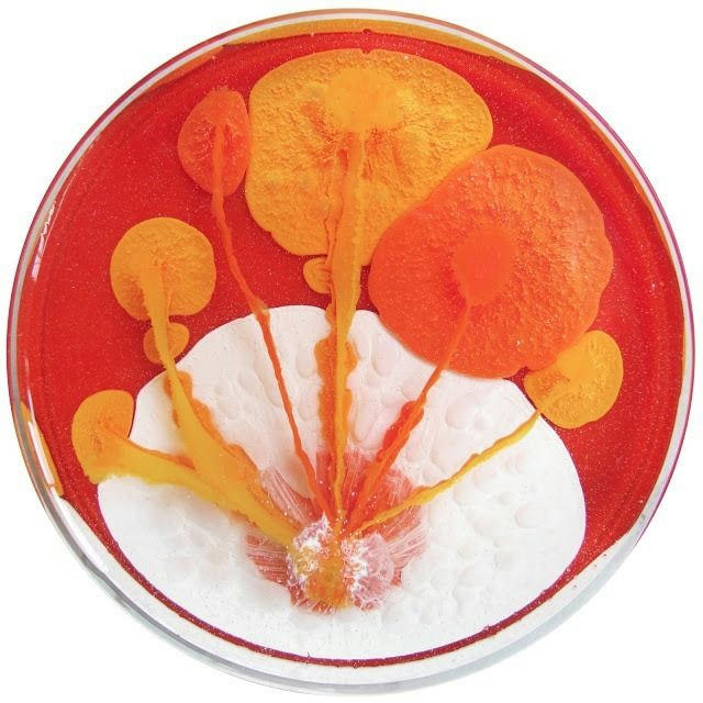 عکس خلاقانه میکروب شناسی در پتری دیش