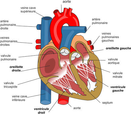 anatomie anatomie