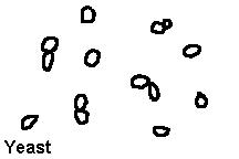 مخمر در ادرار