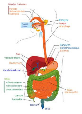 anatomie anatomie