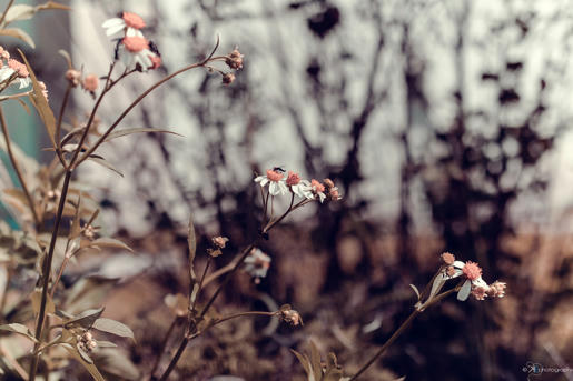 IMAGE: http://www.mediafire.com/convkey/45ff/6jd61ew1885u4b14g.jpg