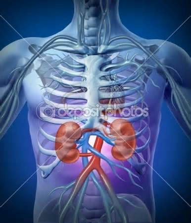 anatomie anatomie