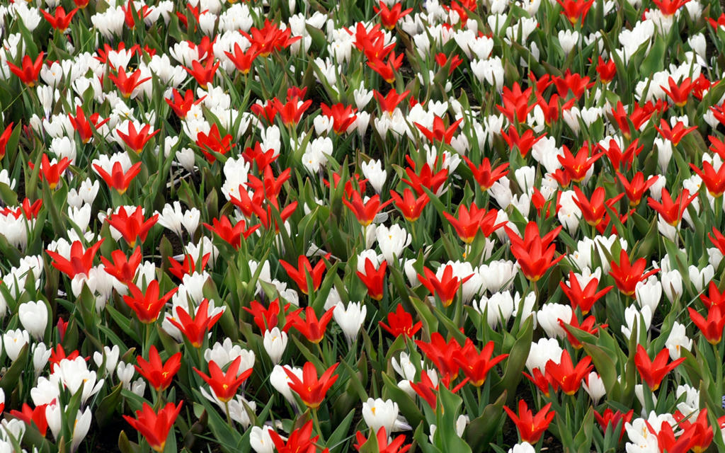  Hàng không và lễ hội Keukenhof tại Hà Lan