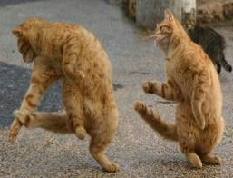 Dancing Cats