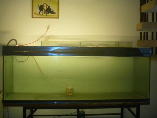 [Q3] - Thanh lý 2 dàn hồ và tặng 3 em mái kè - 2