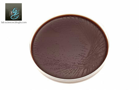 نایسریا گنوکوک