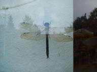 Simple, Free Image and File Hosting at MediaFire