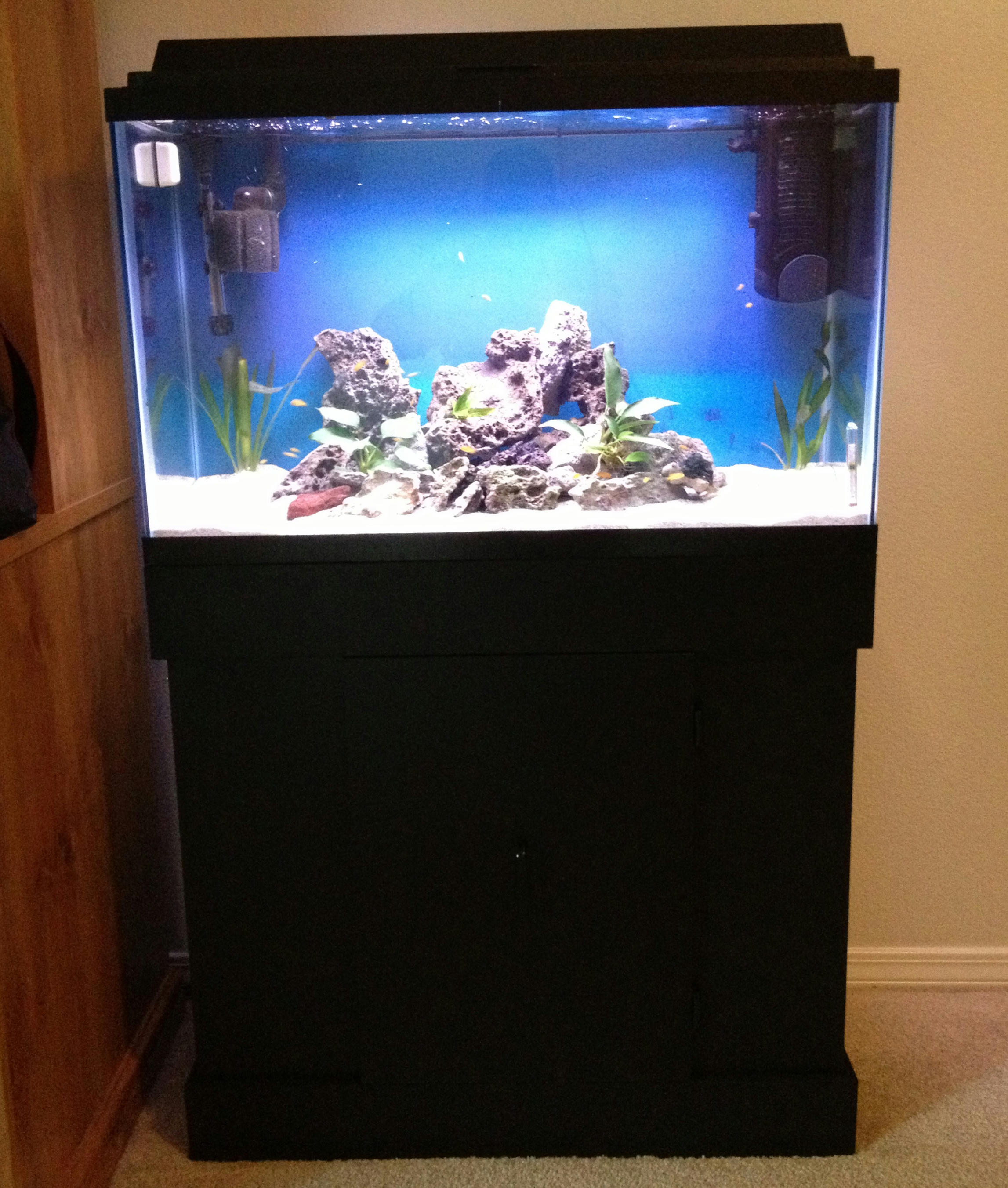 Cichlid-Forum • Craigslist Score!