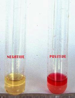 اندول مثبت و اندول منفی