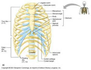 anatomie anatomie