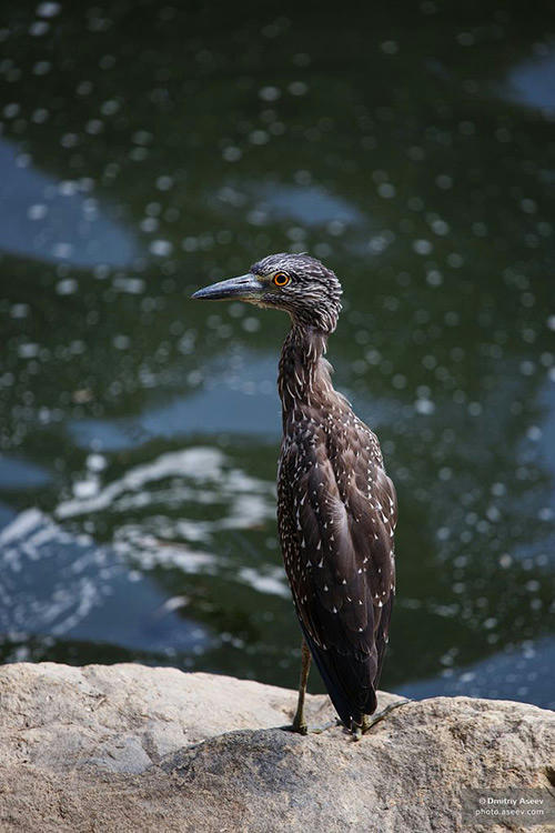 IMAGE: http://www.mediafire.com/convkey/96a0/d69itscyykj3m9y6g.jpg