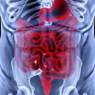 anatomie anatomie