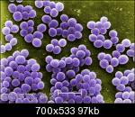 استافیلوکوک ها با بزرگنمایی 10,000x 