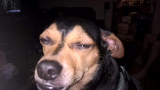 Amy Lane - Freckles cute dog