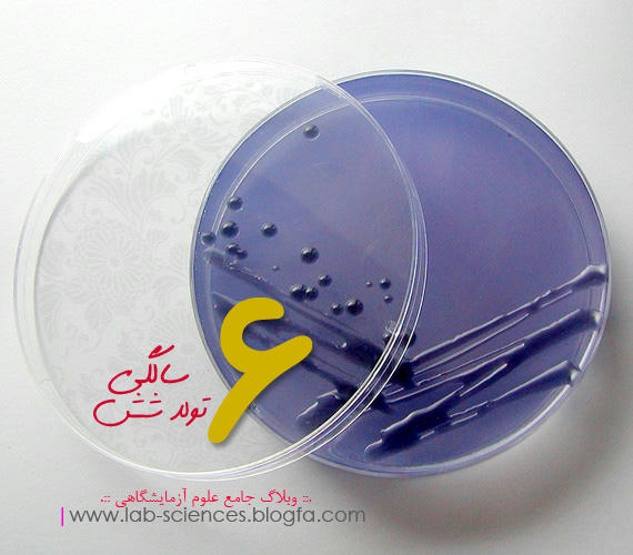 تولد شش سالگی وبلاگ جامع علوم ازمایشگاهی