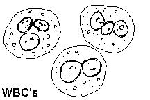 گلبول های سفید در ادرار