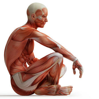 anatomie anatomie
