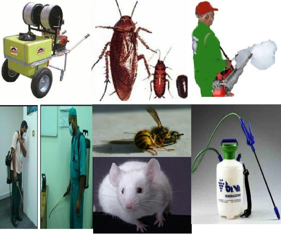 شركة رش مبيدات ومكافحة الحشرات sk14eqe2hrmm38rzg.jpg