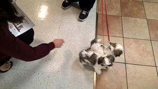 Amy Lane - Freckles cute dogs