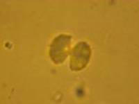 کریستال سولفونامید 