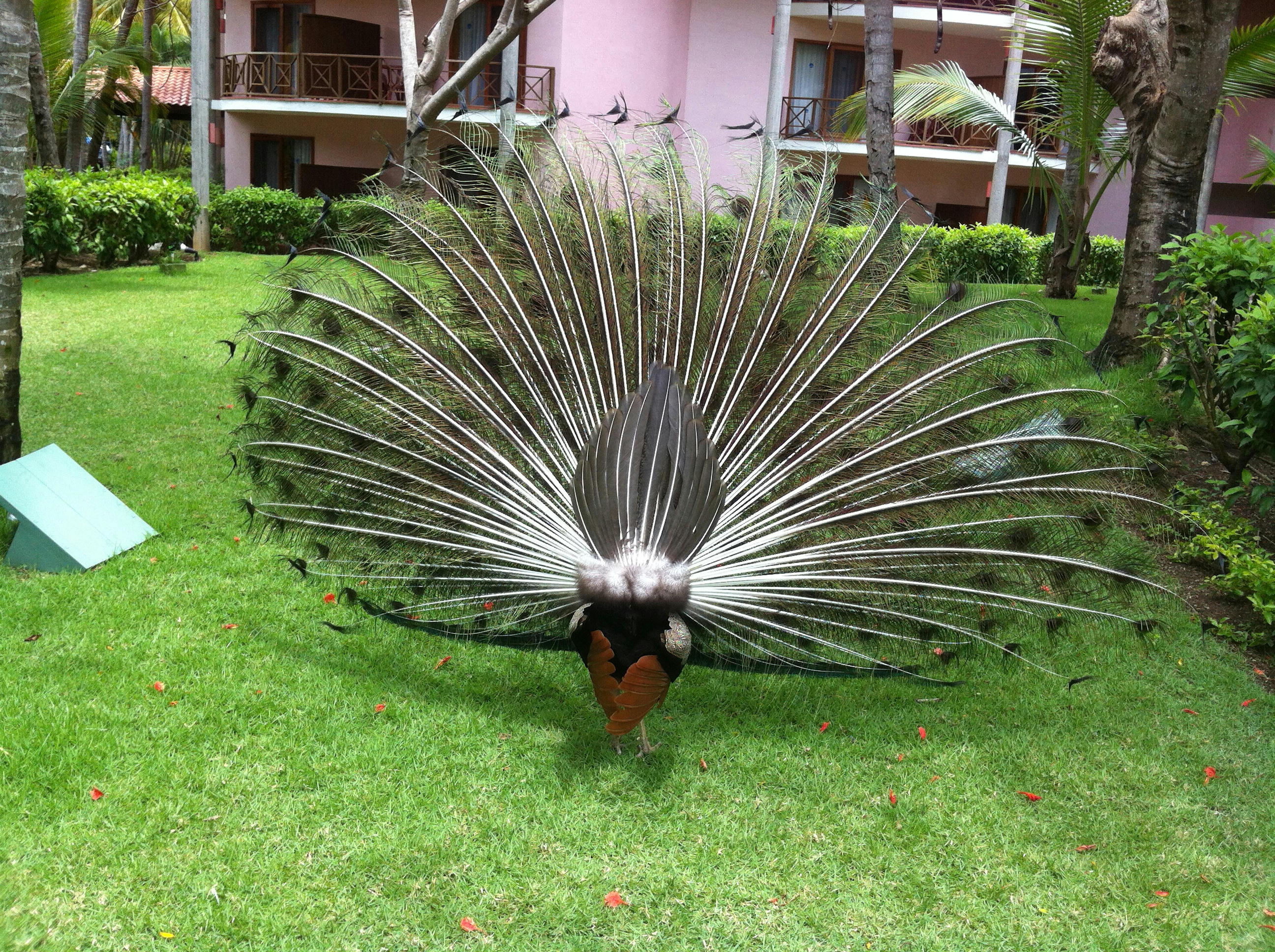 [Image: 4q8furlyc1d8nwlfg.jpg]