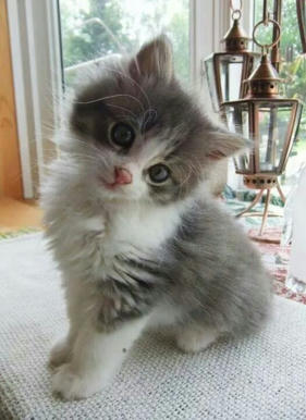 Simple, Free Image and File Hosting at MediaFire